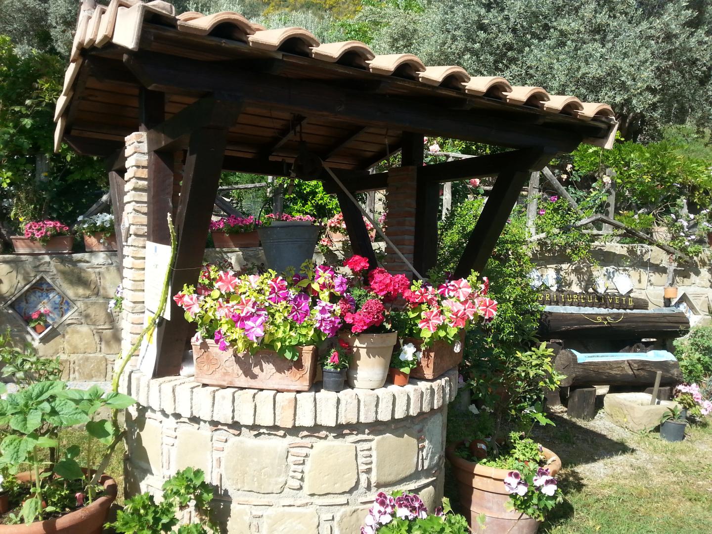 L'uliveto foto 14