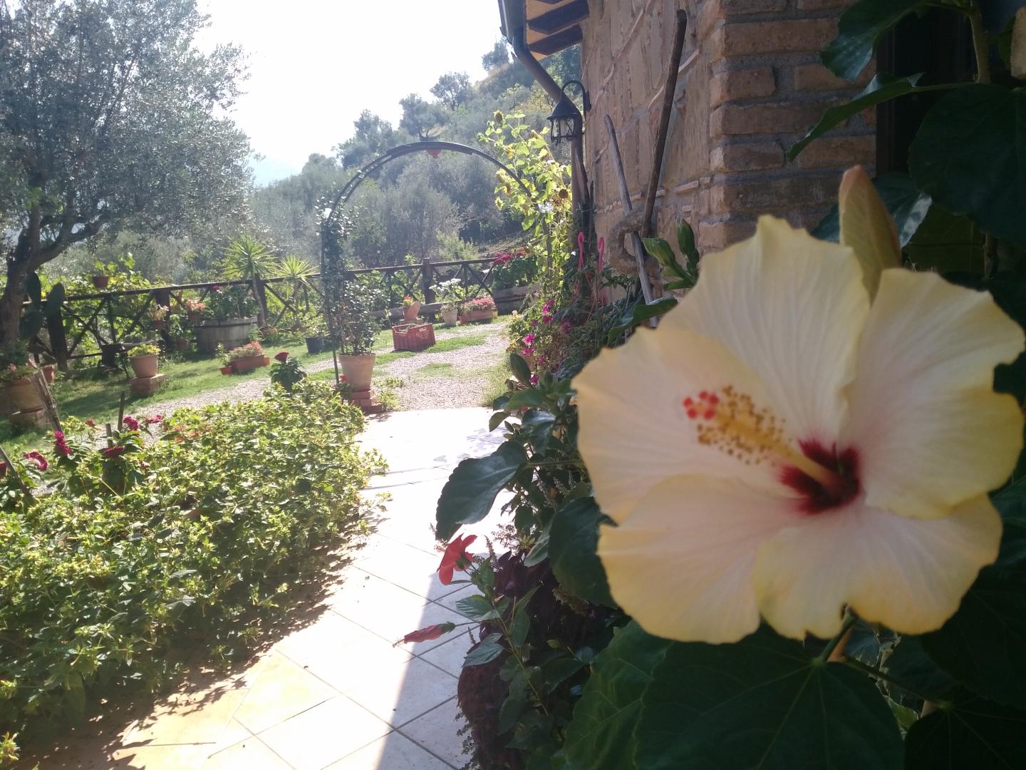 L'uliveto foto 29