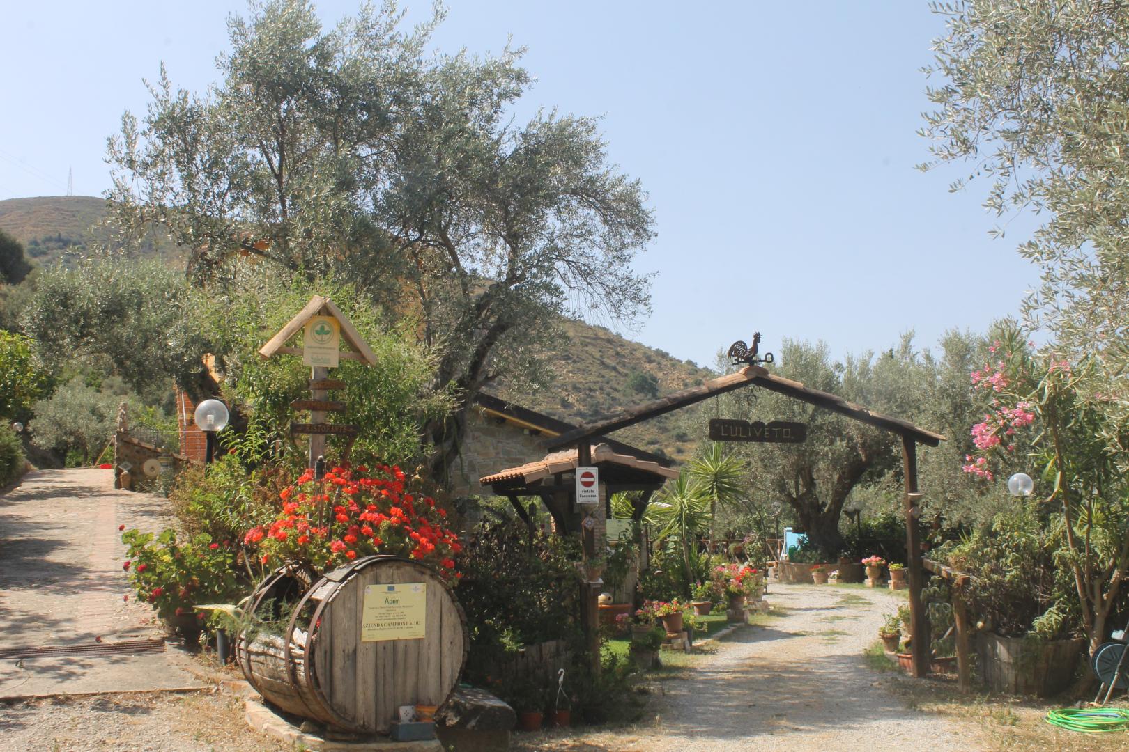 L'uliveto foto 41