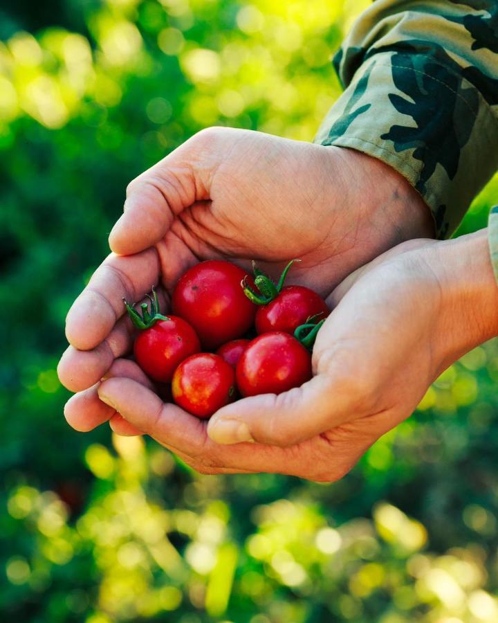 een persoon die een handvol rode tomaten vasthoudt bij Agriturismo Paradiso in Parabita