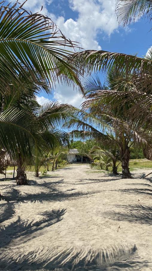 een rij palmbomen op een zandstrand bij Villa Mediterránea in Tubará
