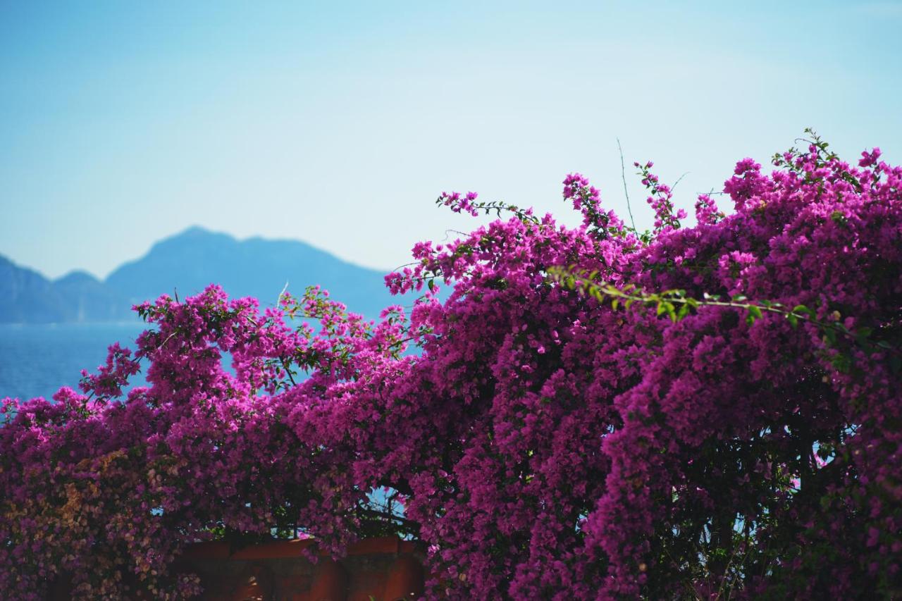 een struik met paarse bloemen met bergen op de achtergrond bij Maison del sole in Massa Lubrense