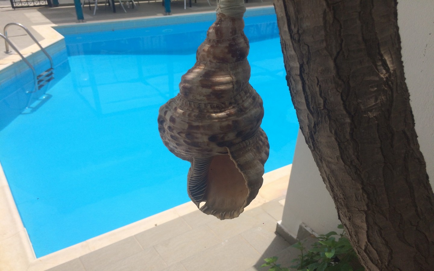 Renia Hotel foto 17