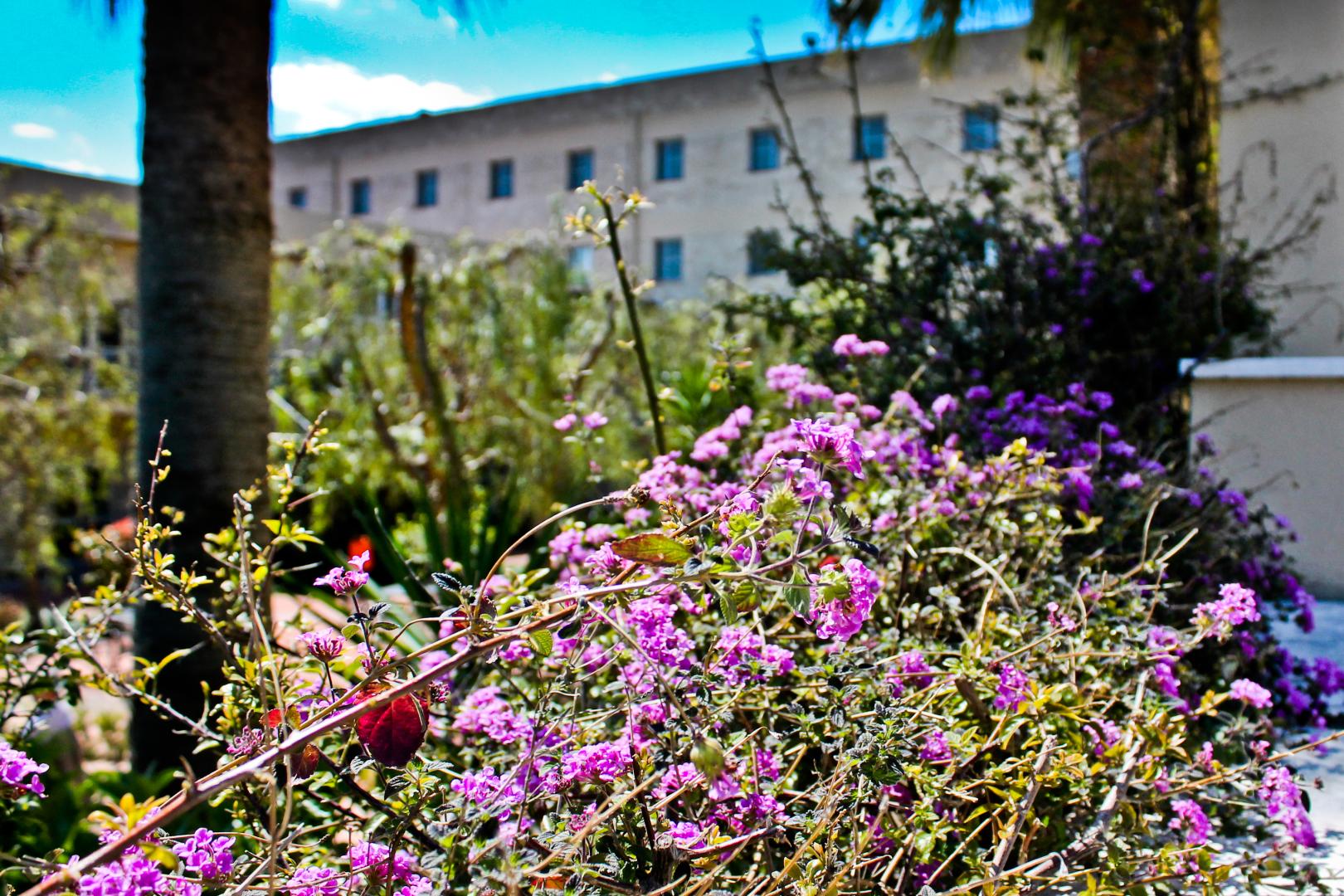 Majesty foto 17
