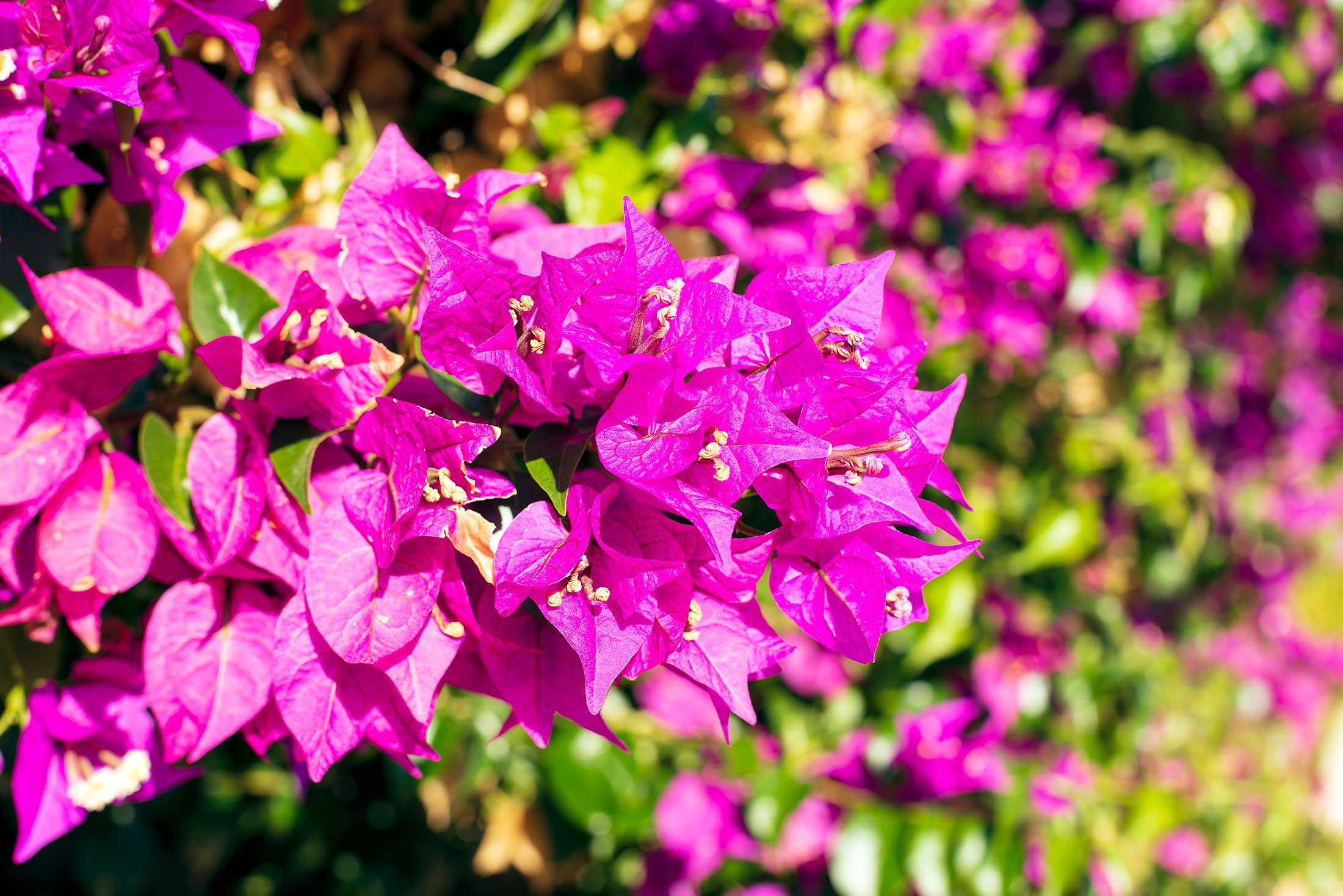 Close-up van bloemstuk — Grand Hotel in Porto Cervo