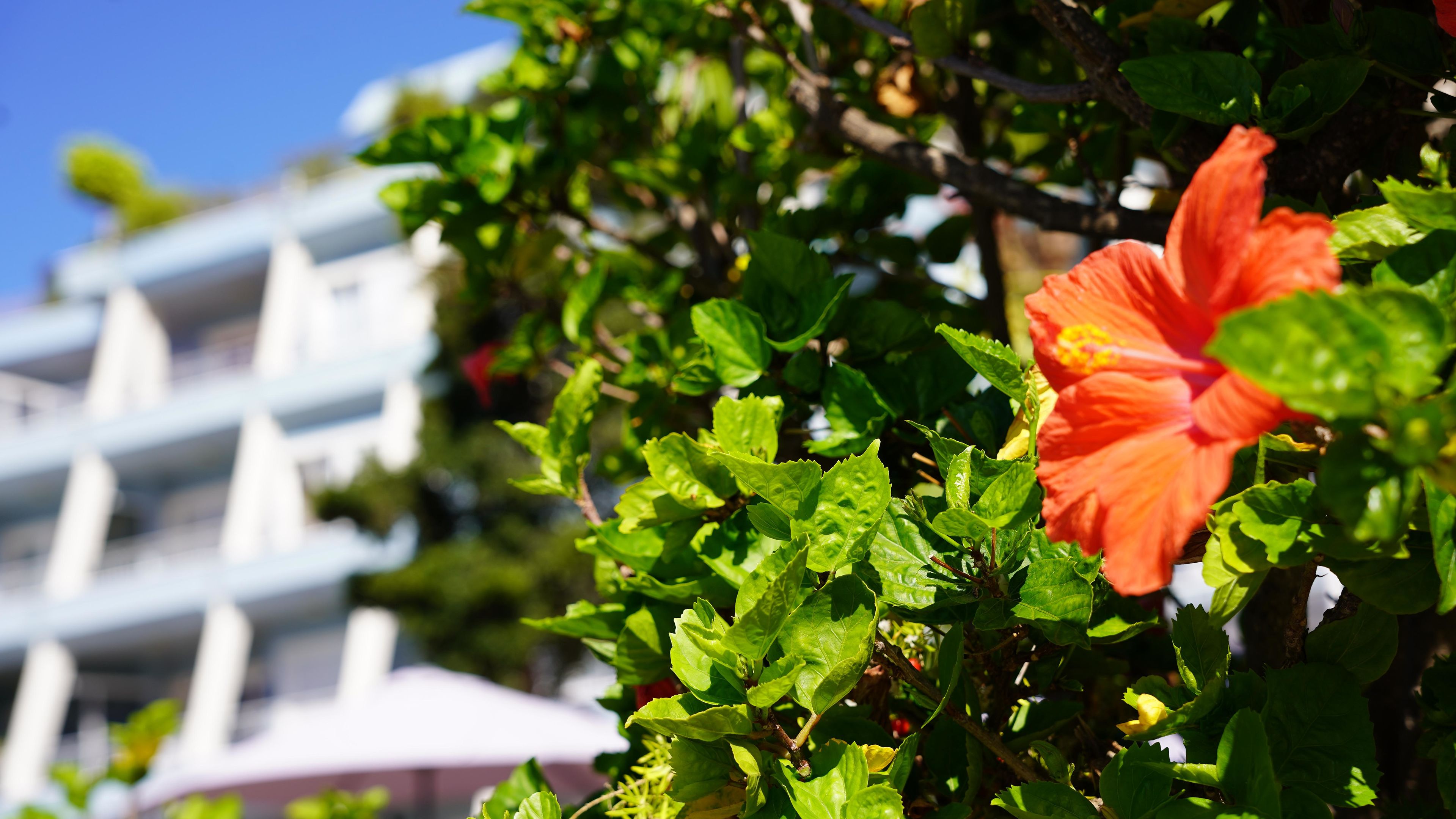 Coral La Quinta Park Suites foto 24