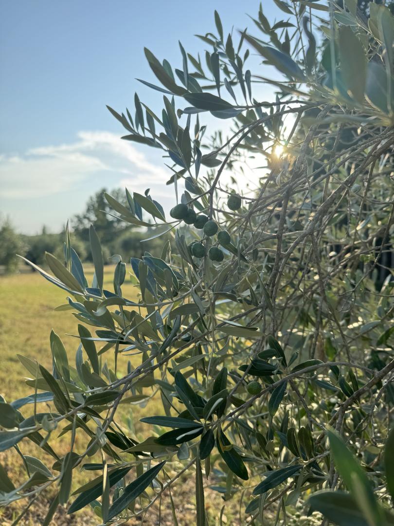 Villa Castiglione foto 15