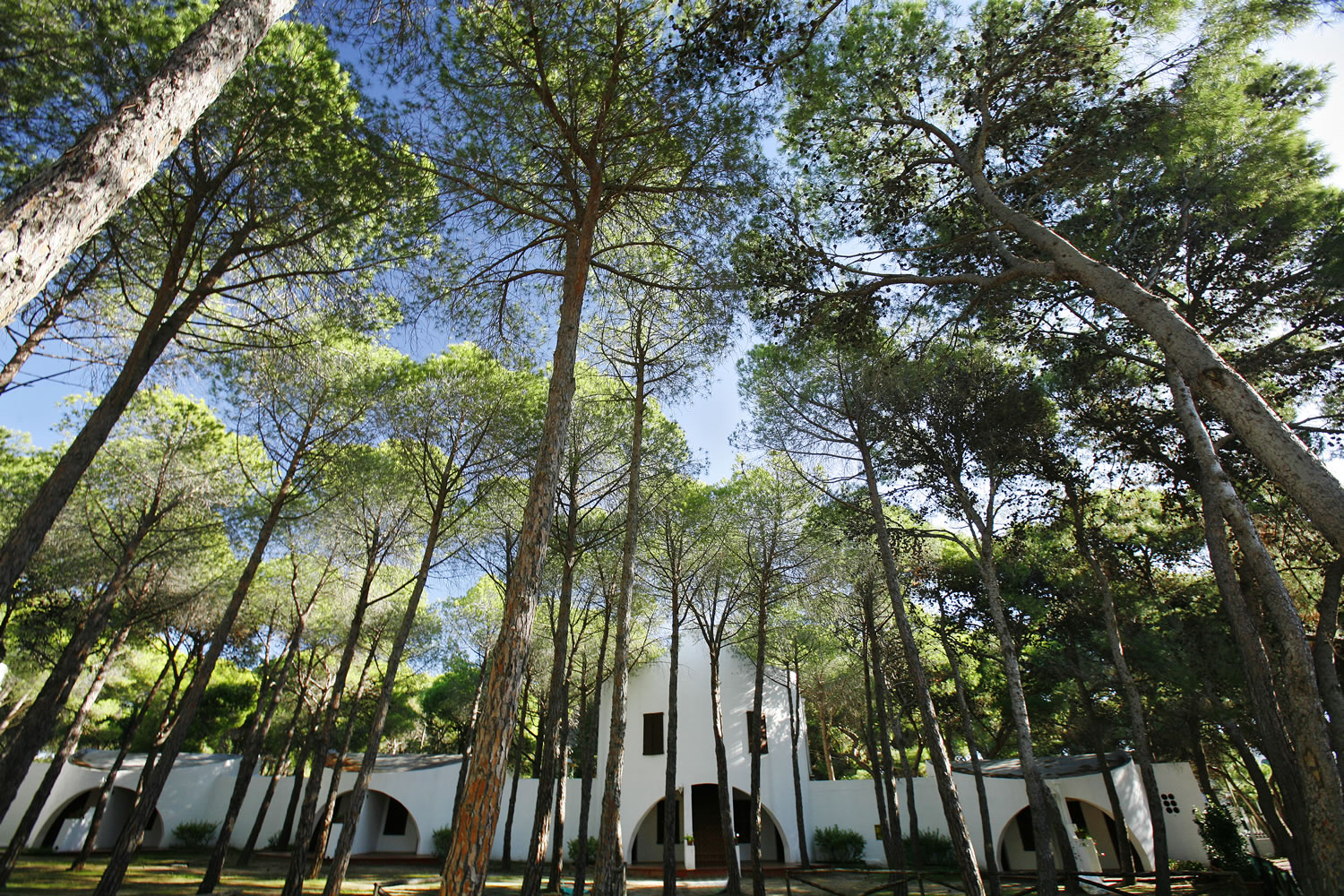 Tropische tuin met palmbomen — Mare Pineta