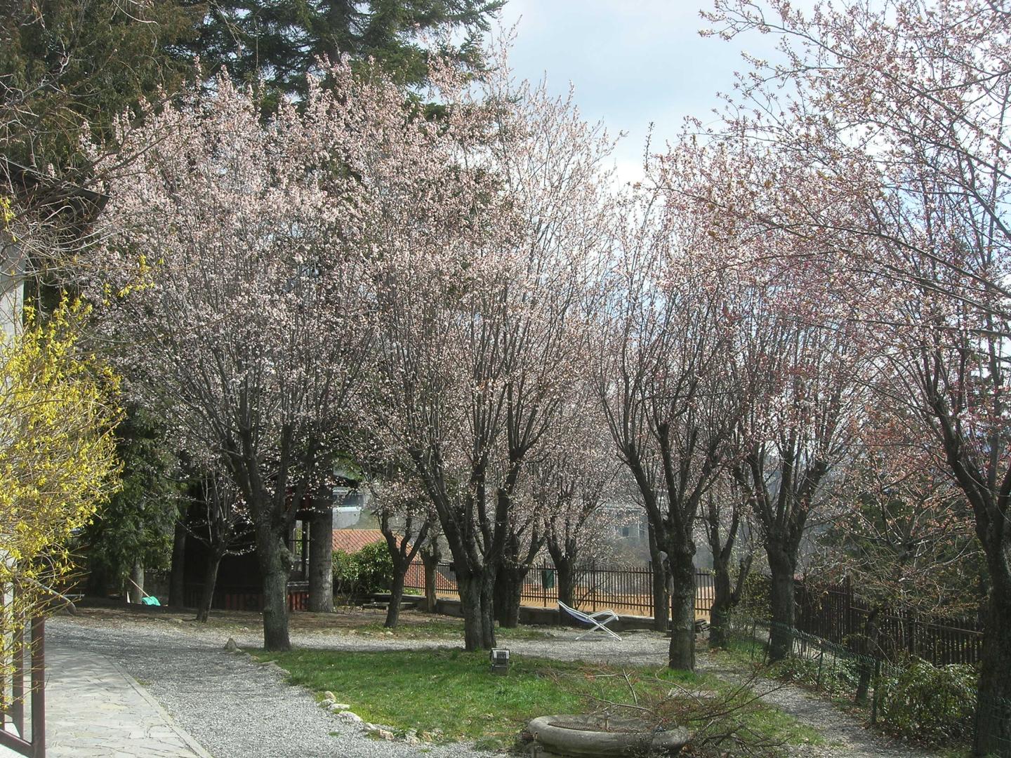 Villa Linda foto 15