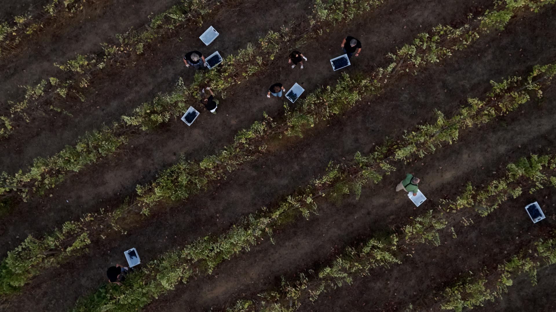 L'AND Vineyards foto 20