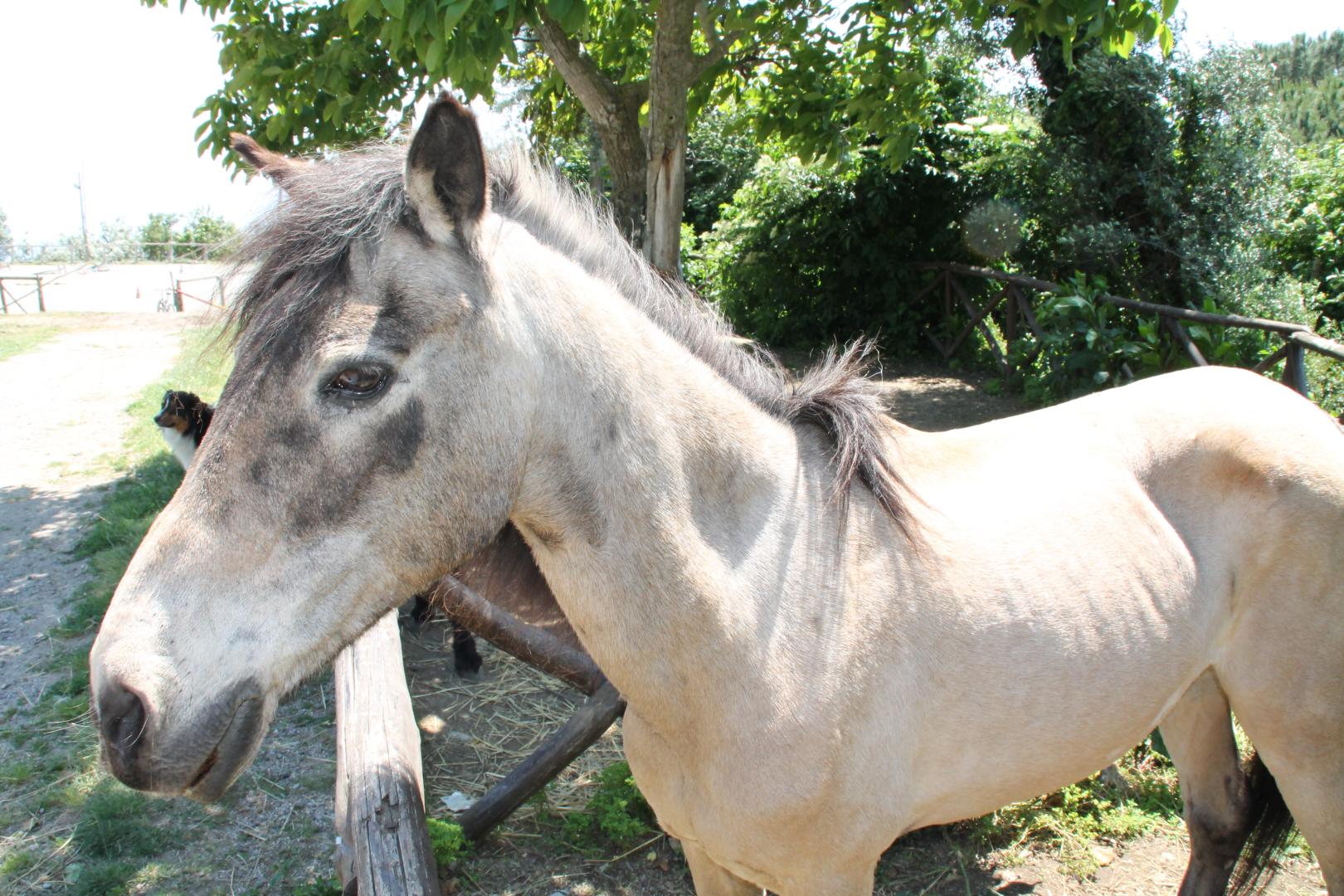 Agriturismo Piccolo Paradiso foto 24