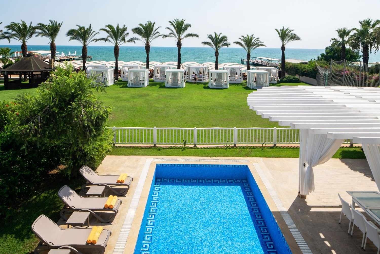 Papillon Ayscha image 3