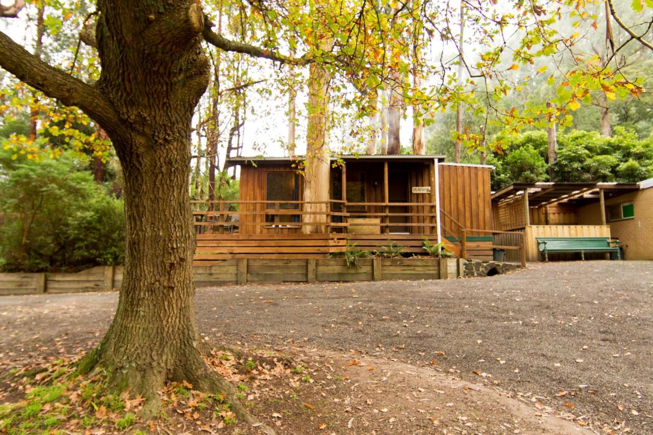 een huis met een boom ervoor bij Tarra Valley Retreat in Tarra Valley