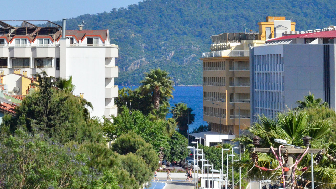 Green Palm foto 6