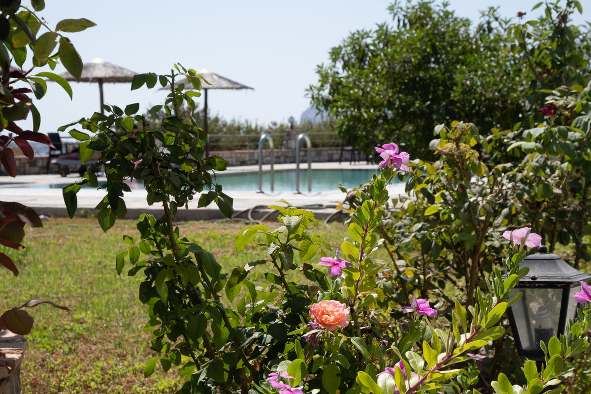 Gardenia foto 47