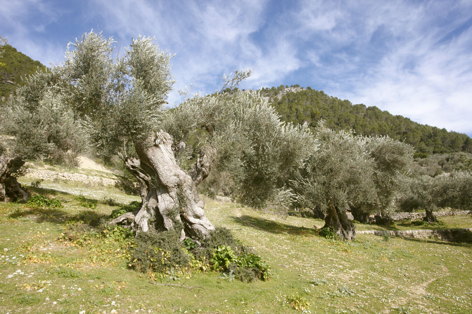 Finca Monnàber Vell foto 29