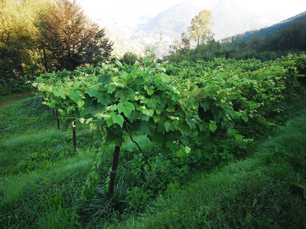 Agriturismo Al Marnich foto 18