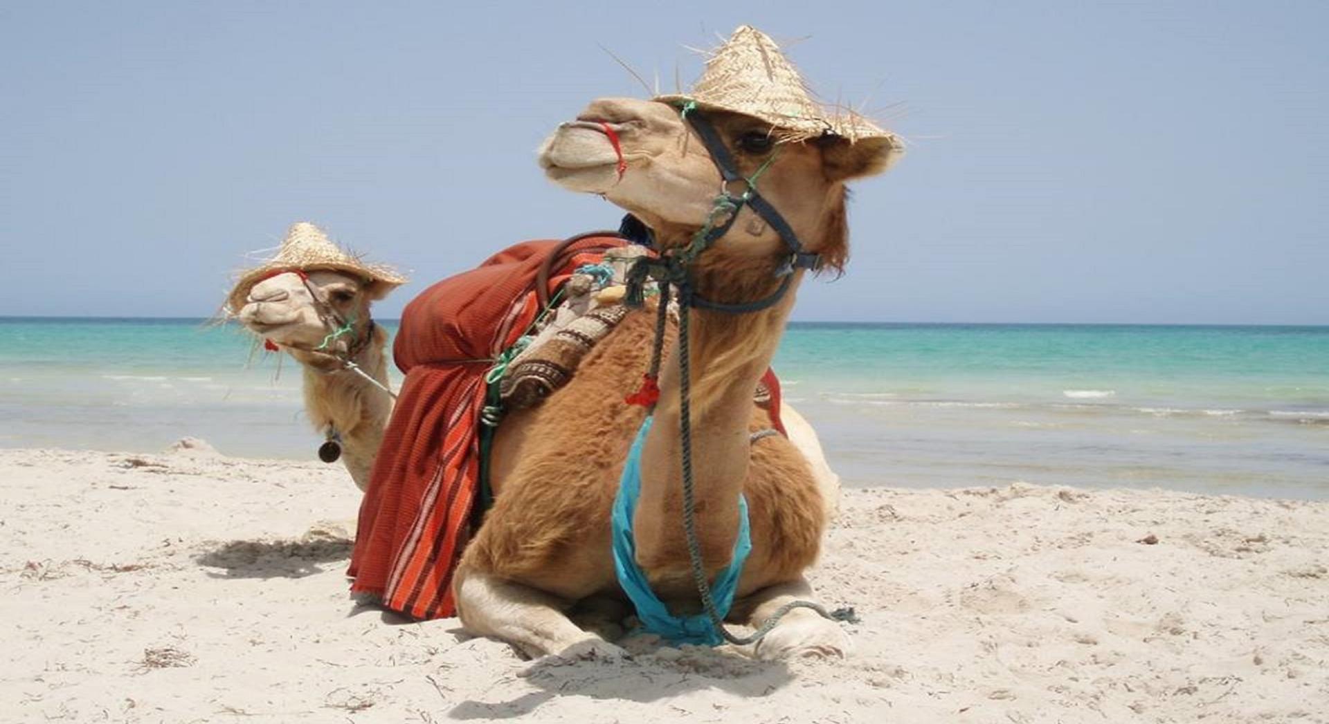 Djerba Sun Beach Hotel and Spa foto 31
