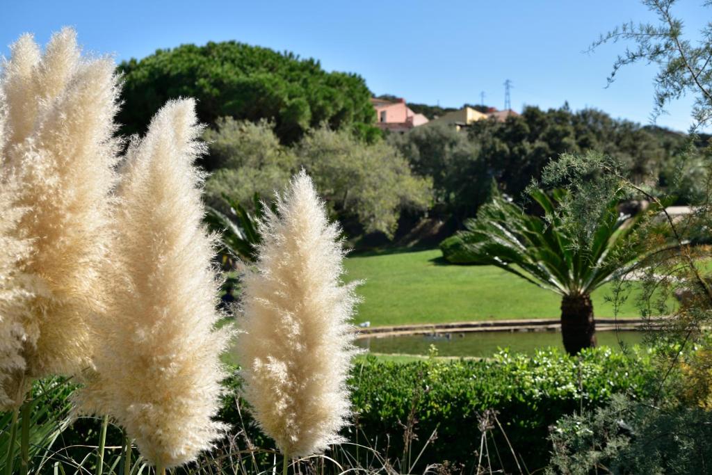 Tropische tuin met palmbomen — Bagaglino I Giardini di Porto Cervo
