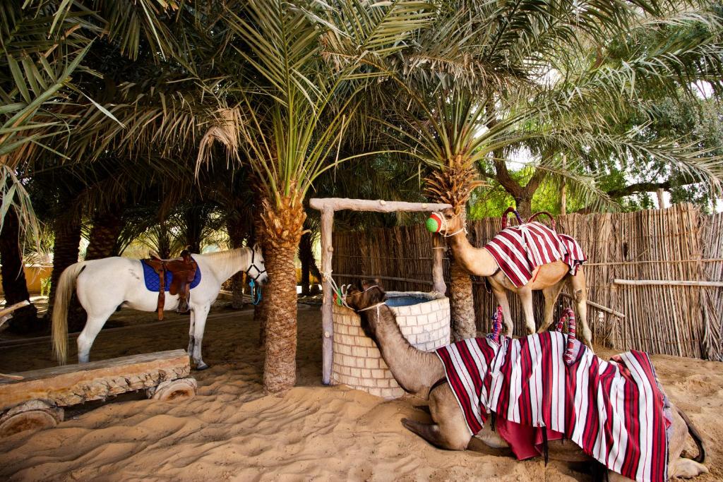 Telal Resort Al Ain foto 13