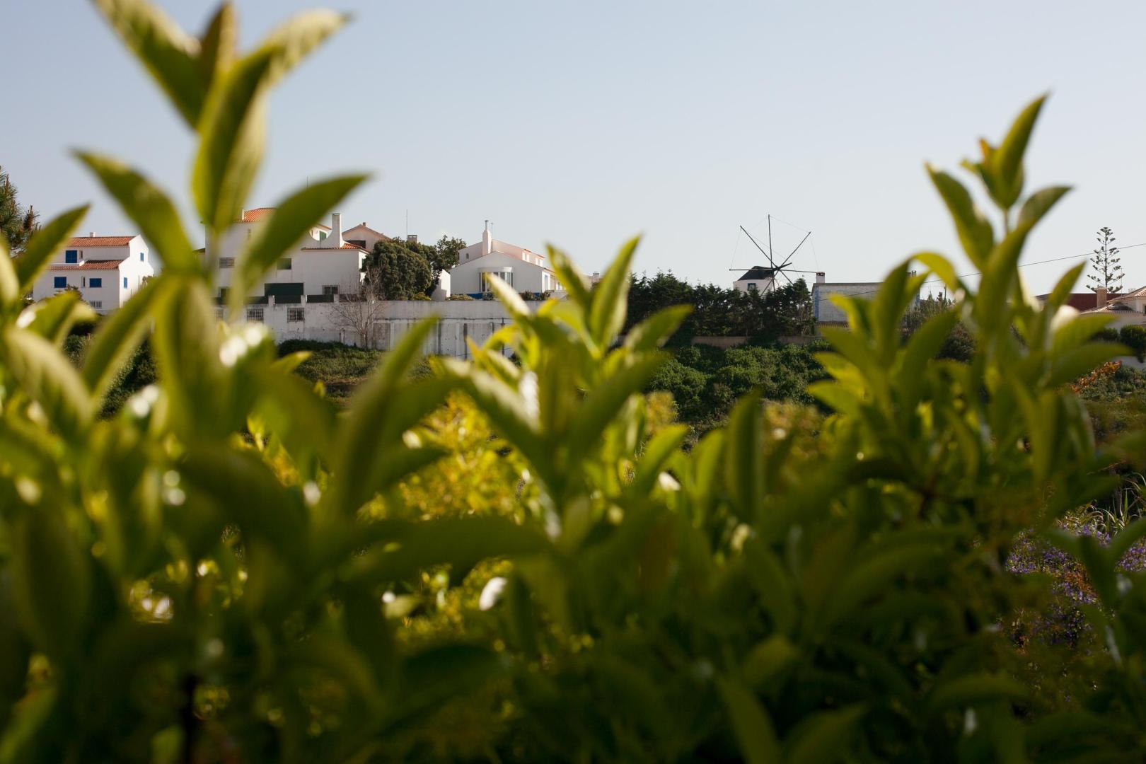 Ericeira Chill Hill Peach Garden foto 17