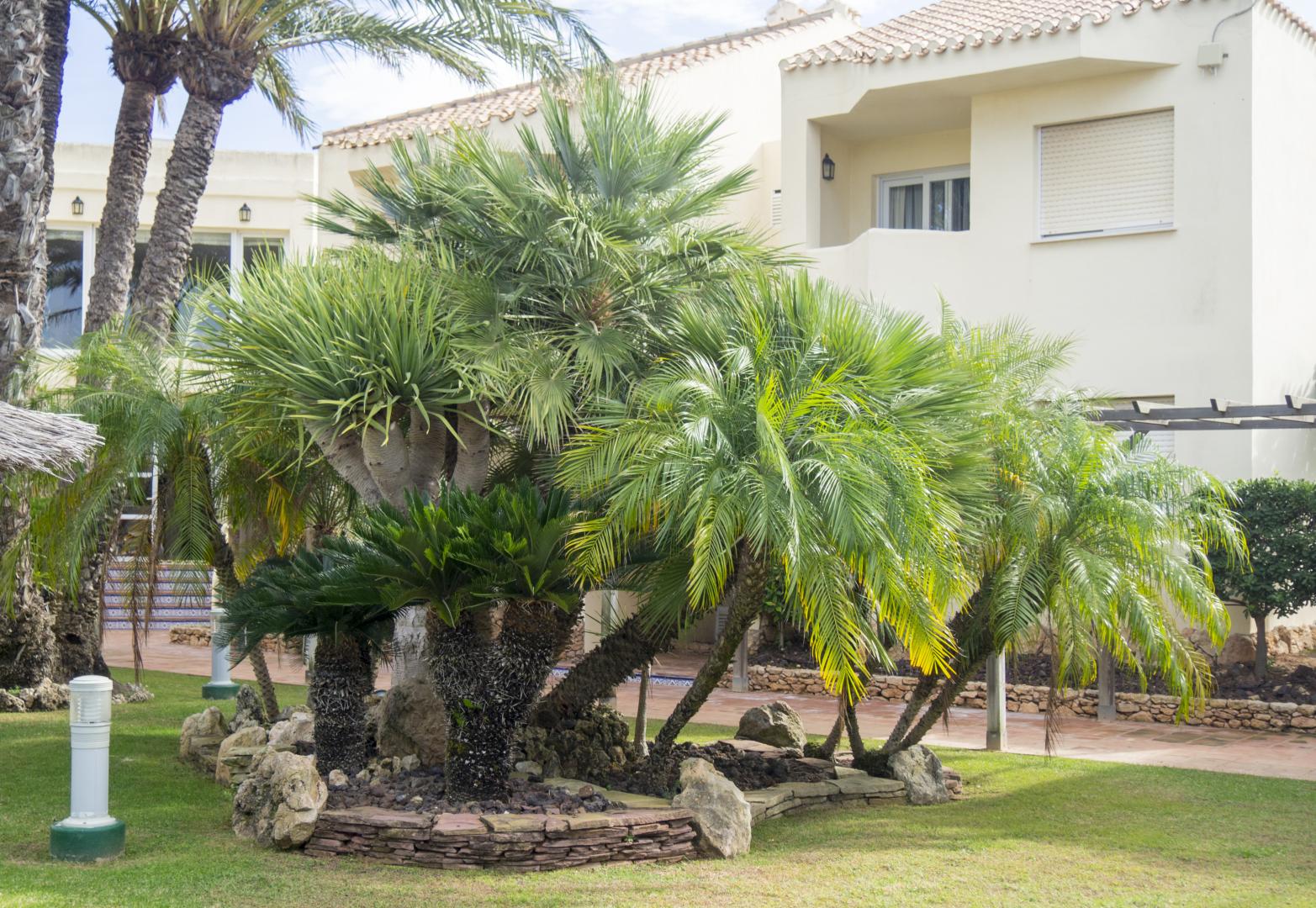 Tropische tuin met palmbomen — Villas la Manga