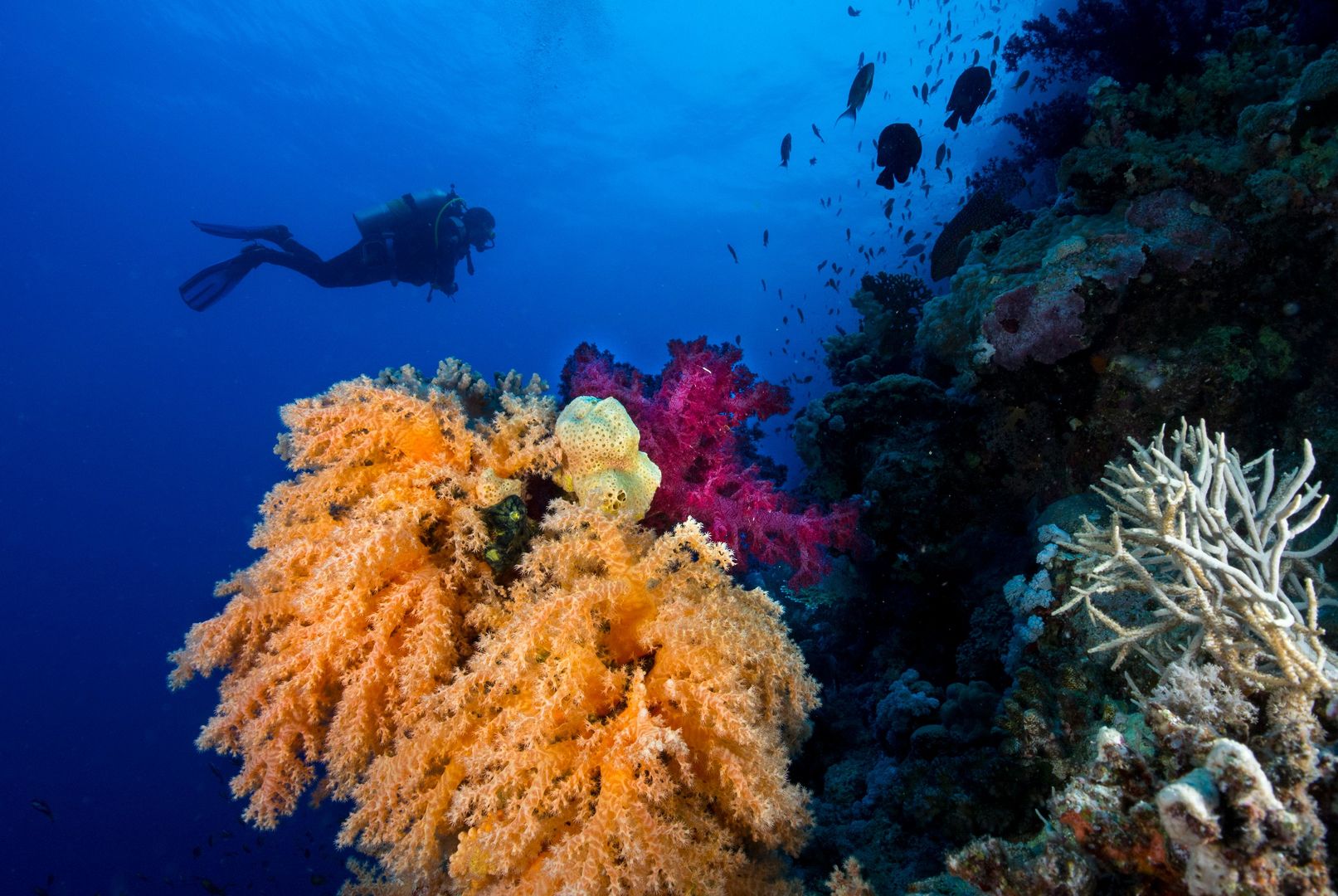 Club Paradisio El Gouna Red Sea foto 158