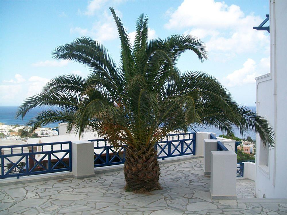 Aegean View Hotel foto 26
