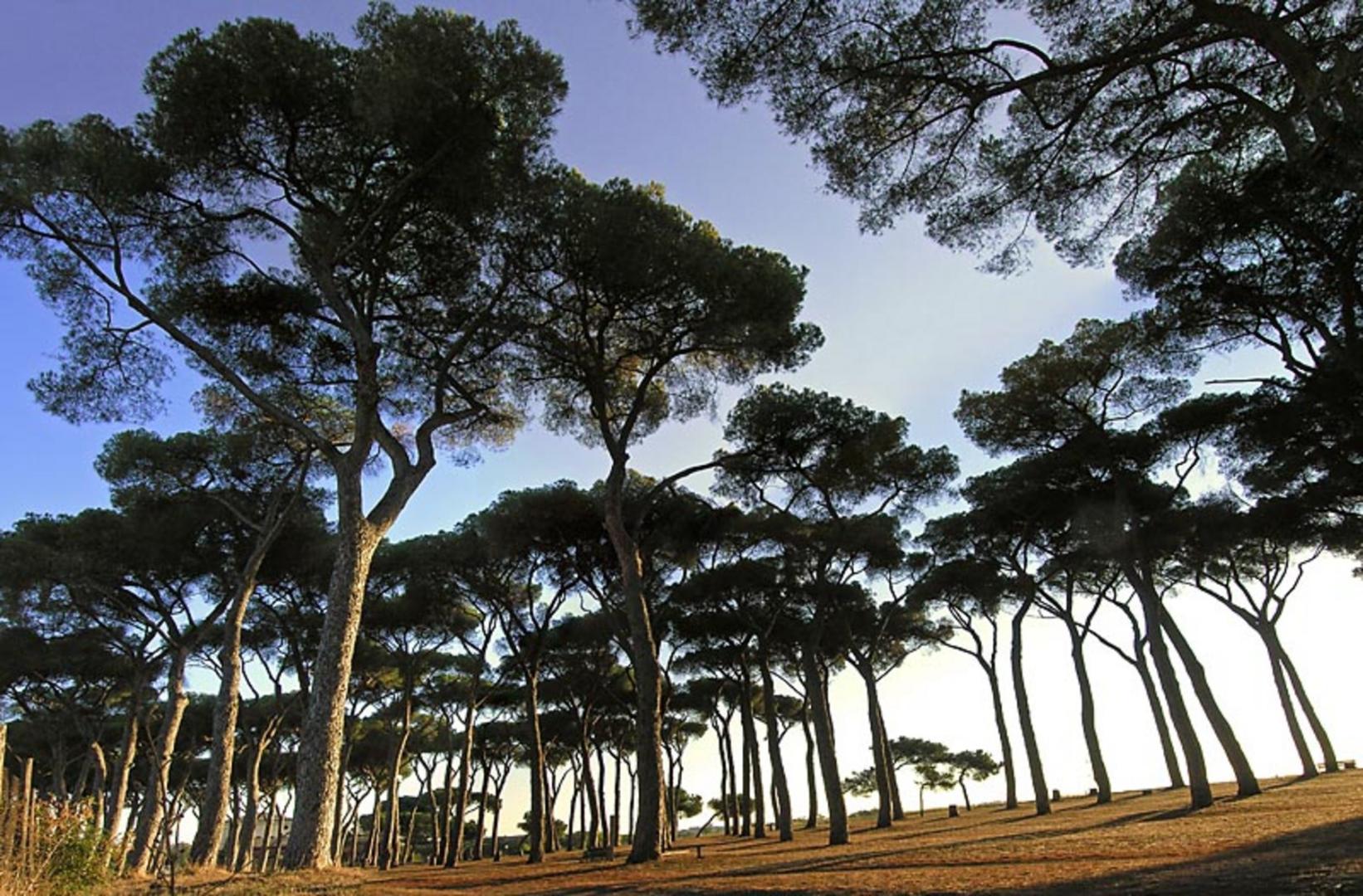 Pinewood foto 8