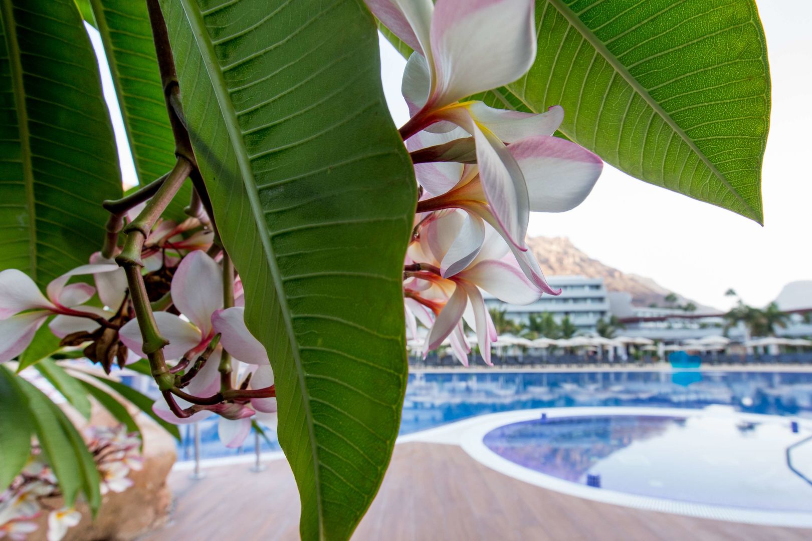 Radisson Blu Resort & Spa, Gran Canaria Mogan foto 37