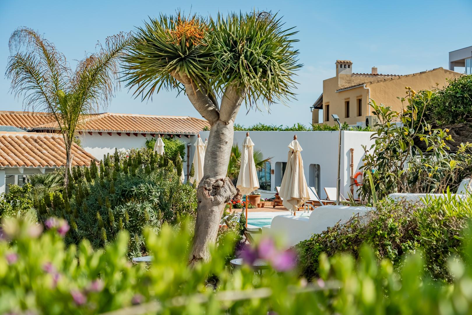 Tropische tuin met palmbomen — The Sea Club