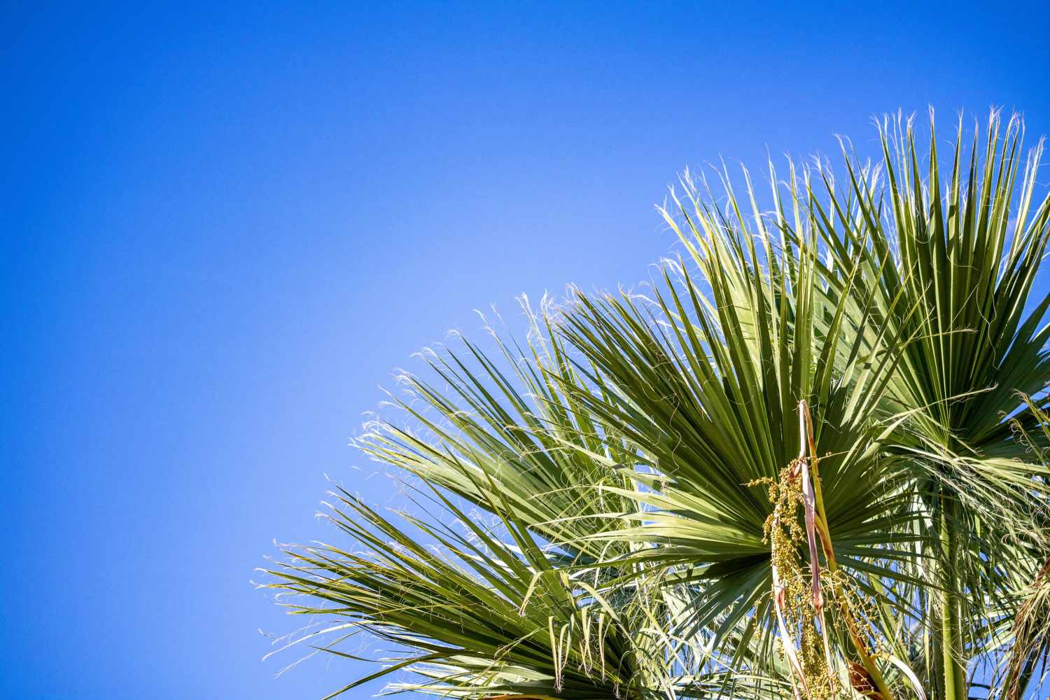 Almyros Beach Resort & Spa image 3