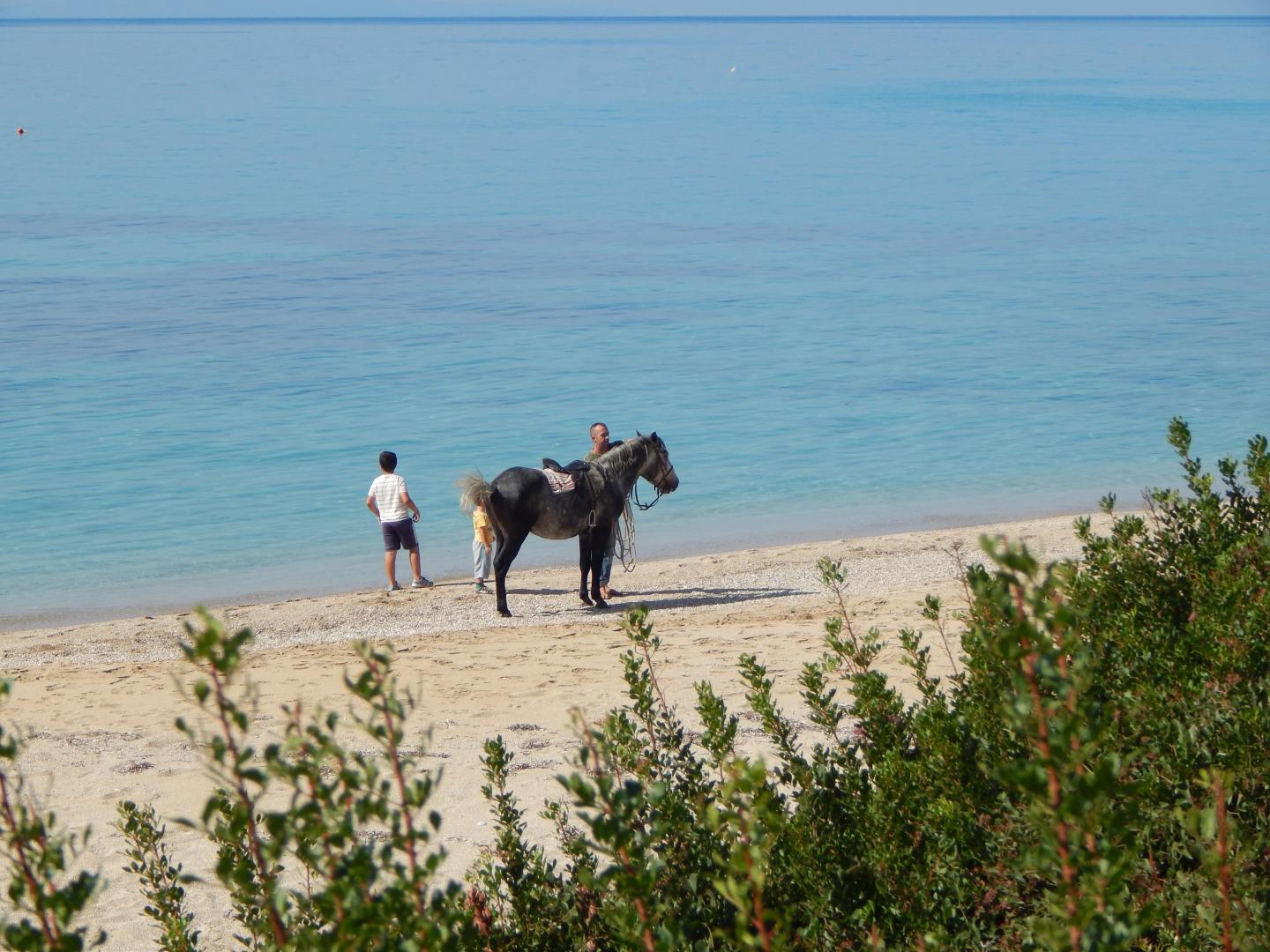 Palmina Mare foto 12