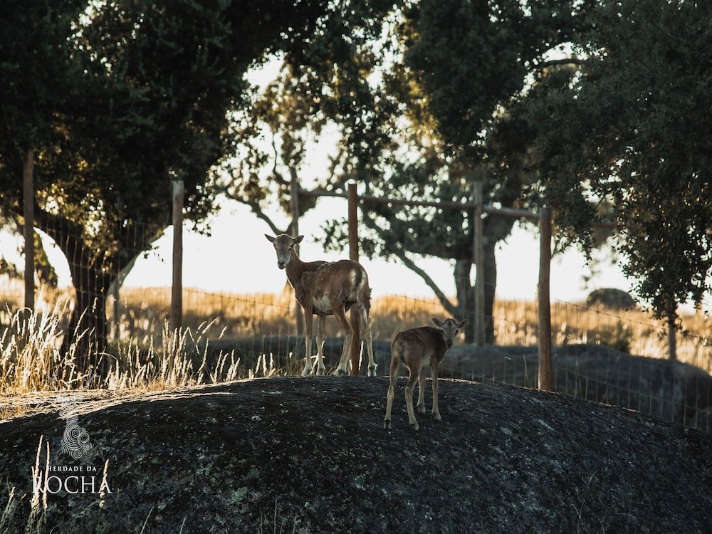 Herdade da Rocha - Boutique Lodge foto 39