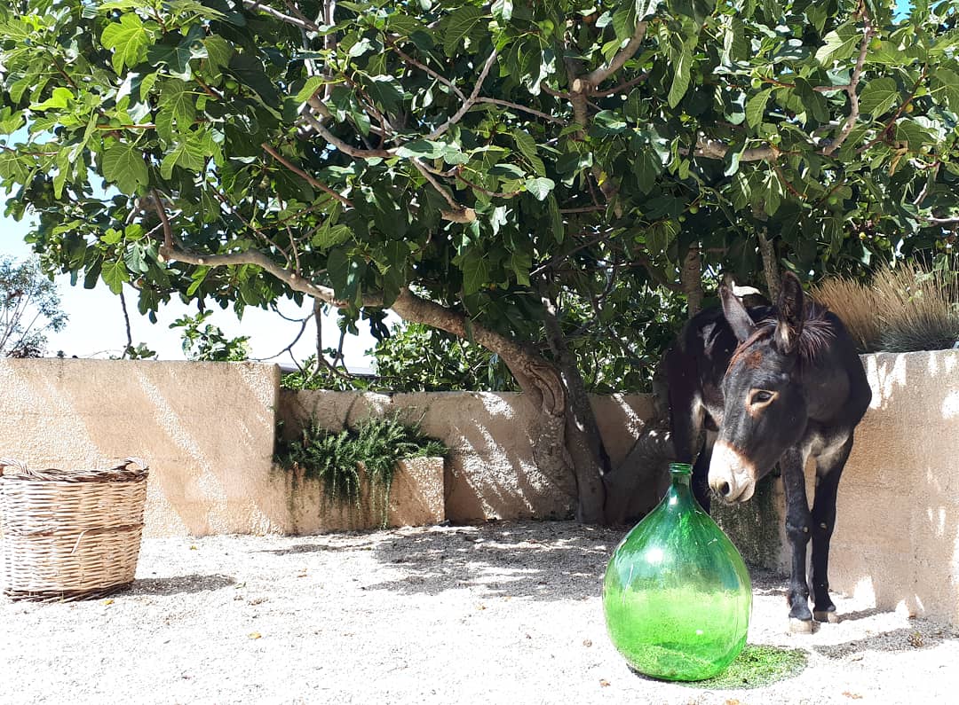 Masseria Fontana di Vite foto 27