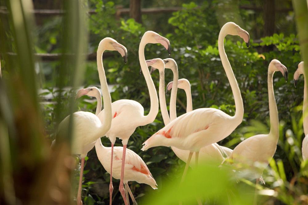 Tropical Islands foto 33