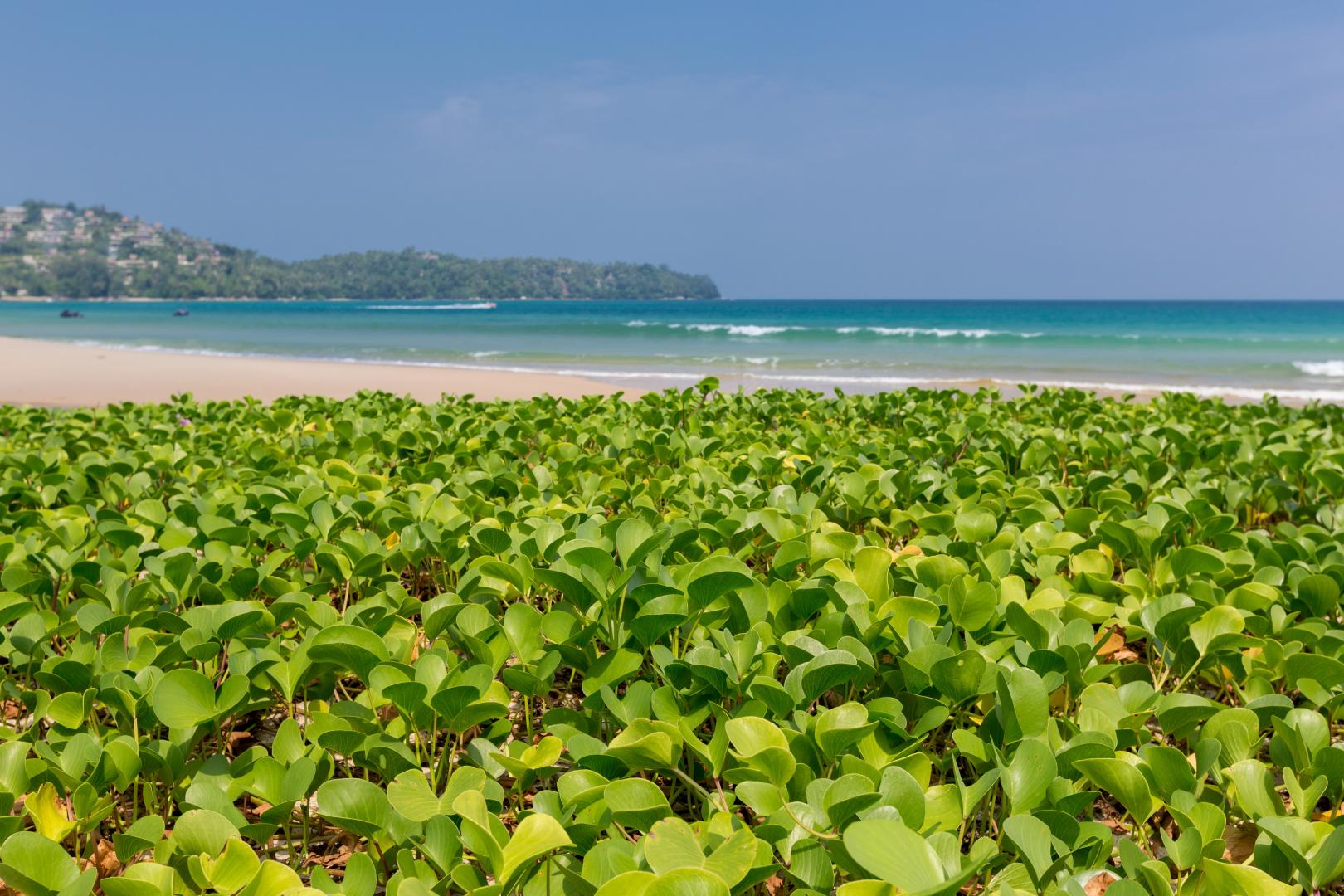 Sunwing Bangtao Beach foto 13