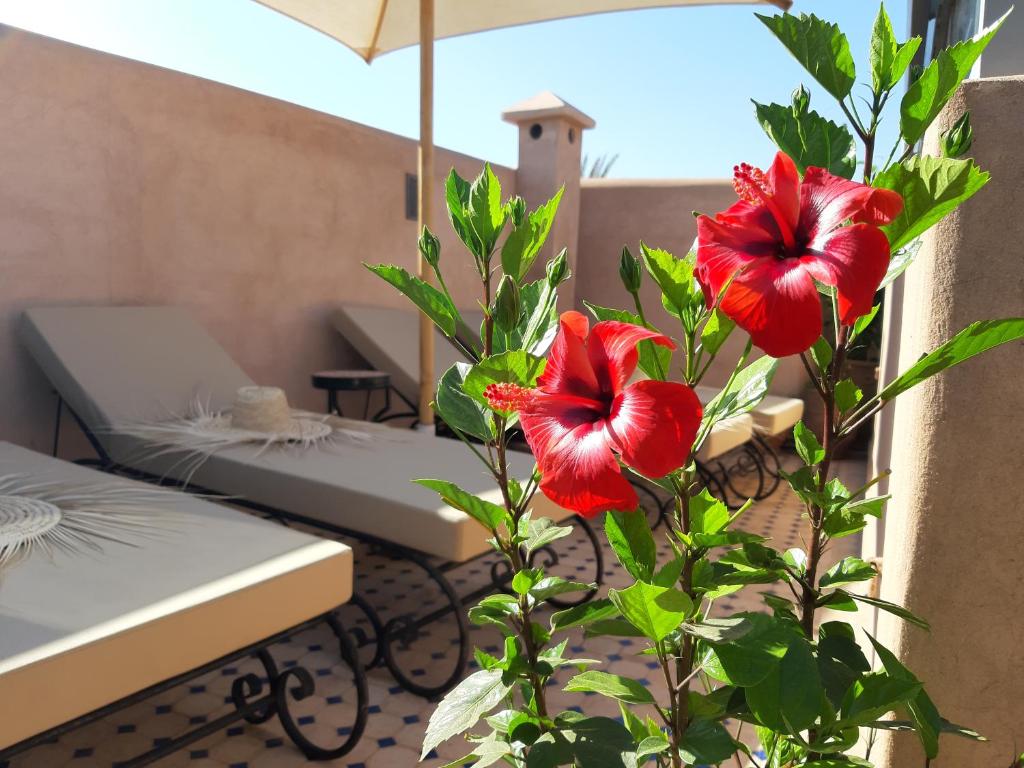 Riad Miral foto 10