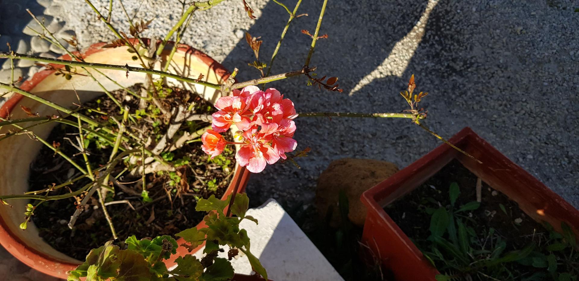Zinovia foto 22