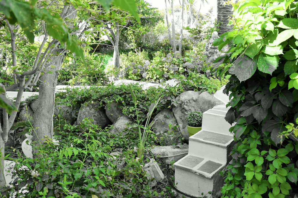 Tropische tuin met palmbomen — Aris Hotel