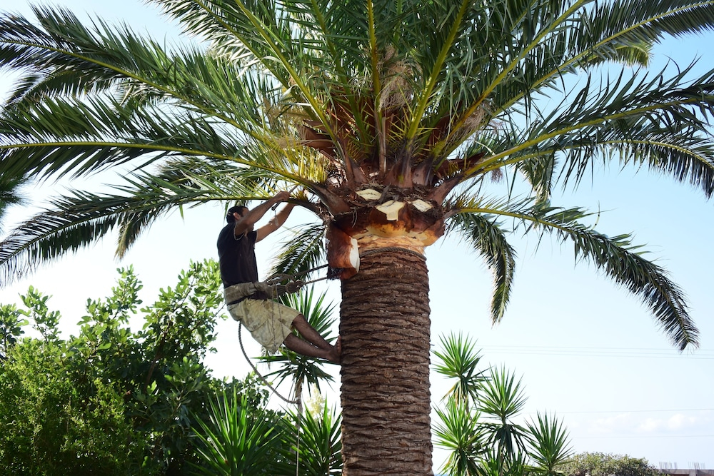 Tropische tuin met palmbomen — Aris Hotel